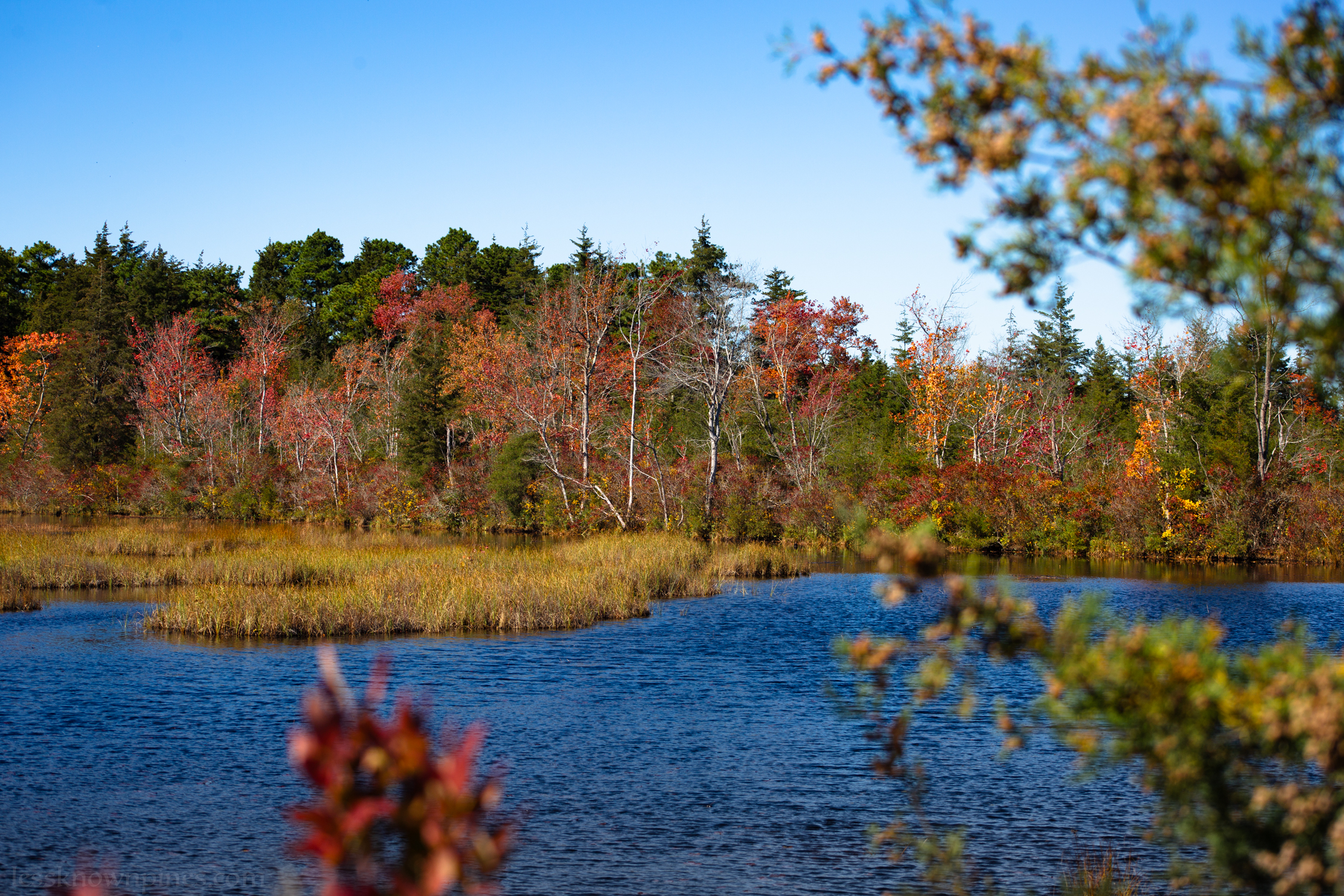 Wharton State forest marsh fall foliage