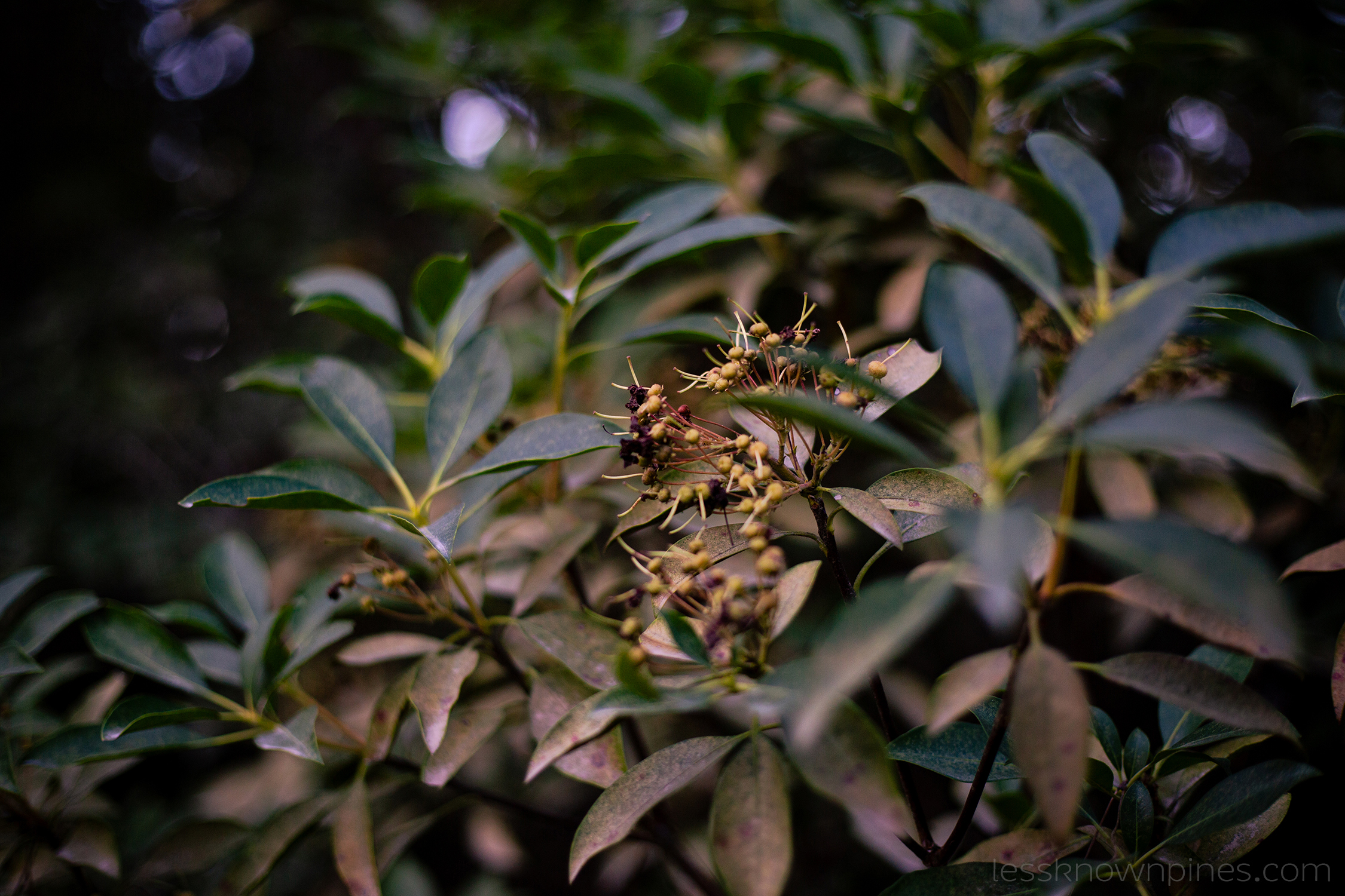 Mature Huckleberry plant