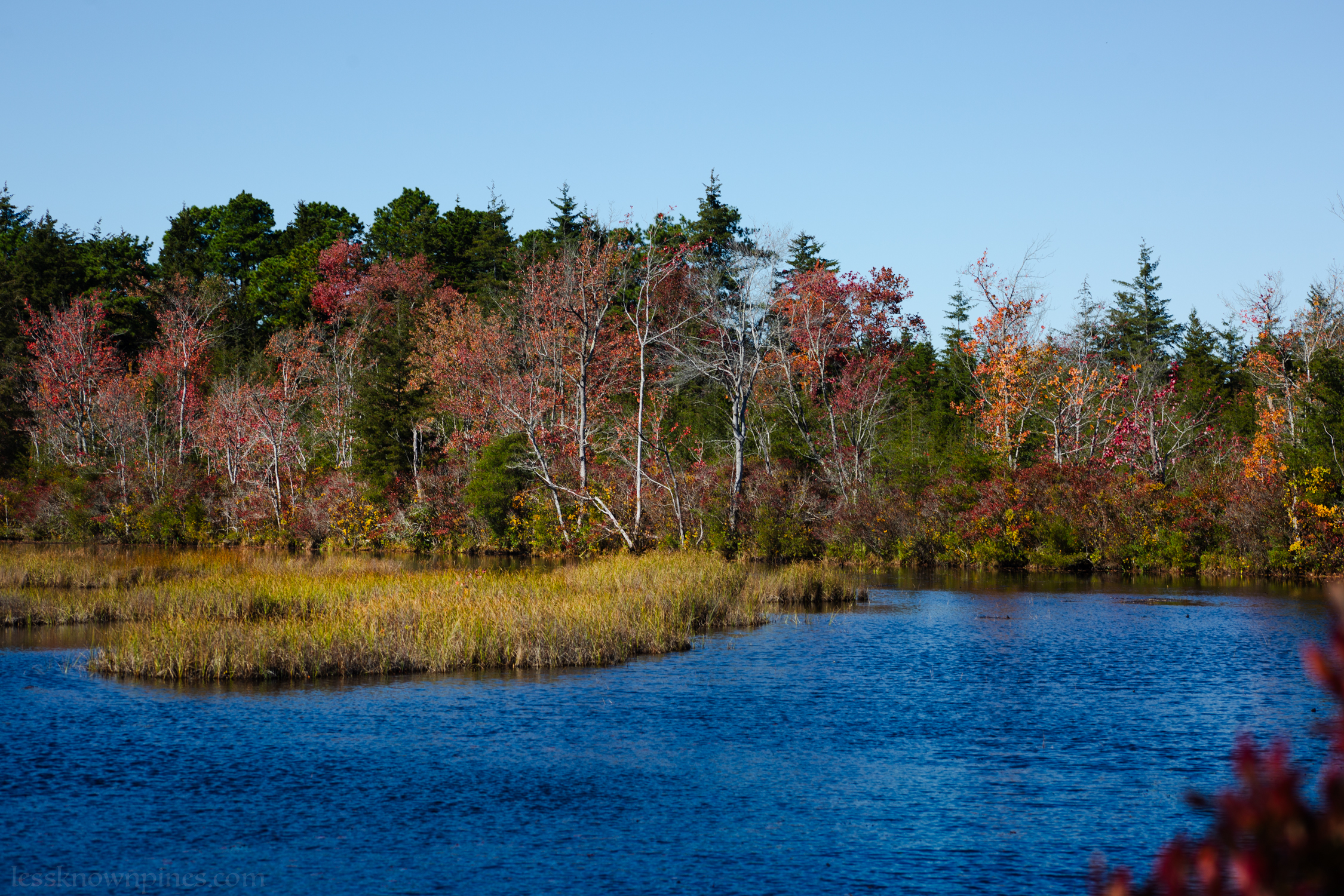Wharton State forest pond and fall foliage