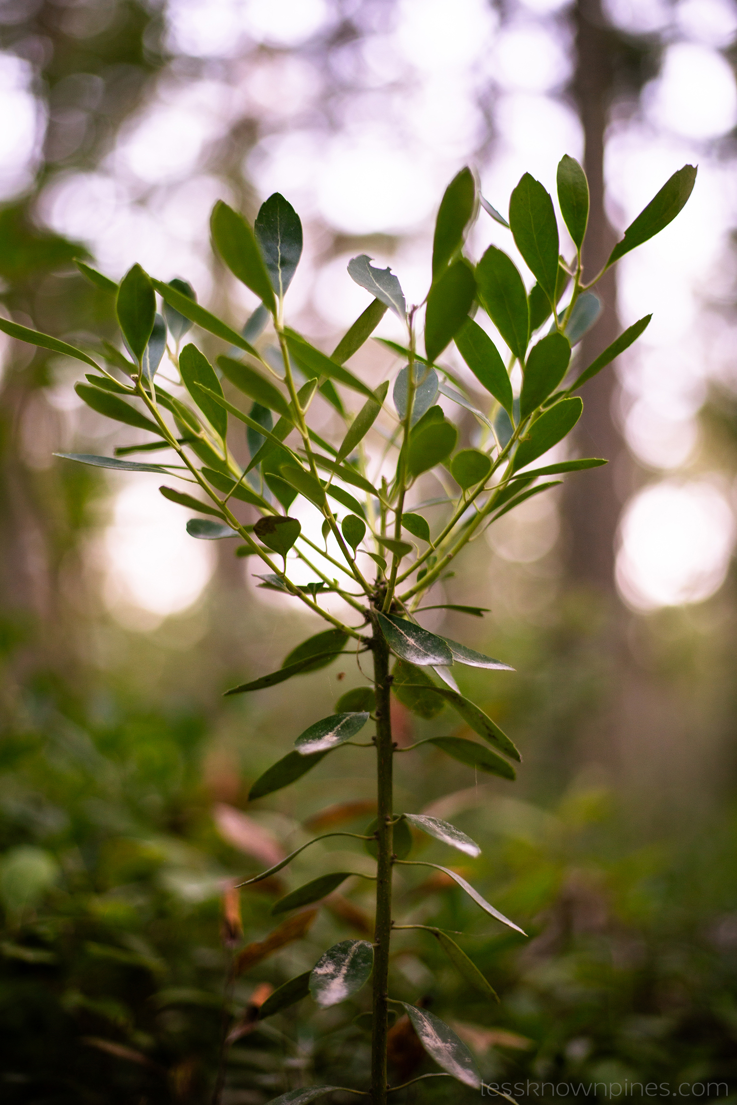 Berryless inkberry plant