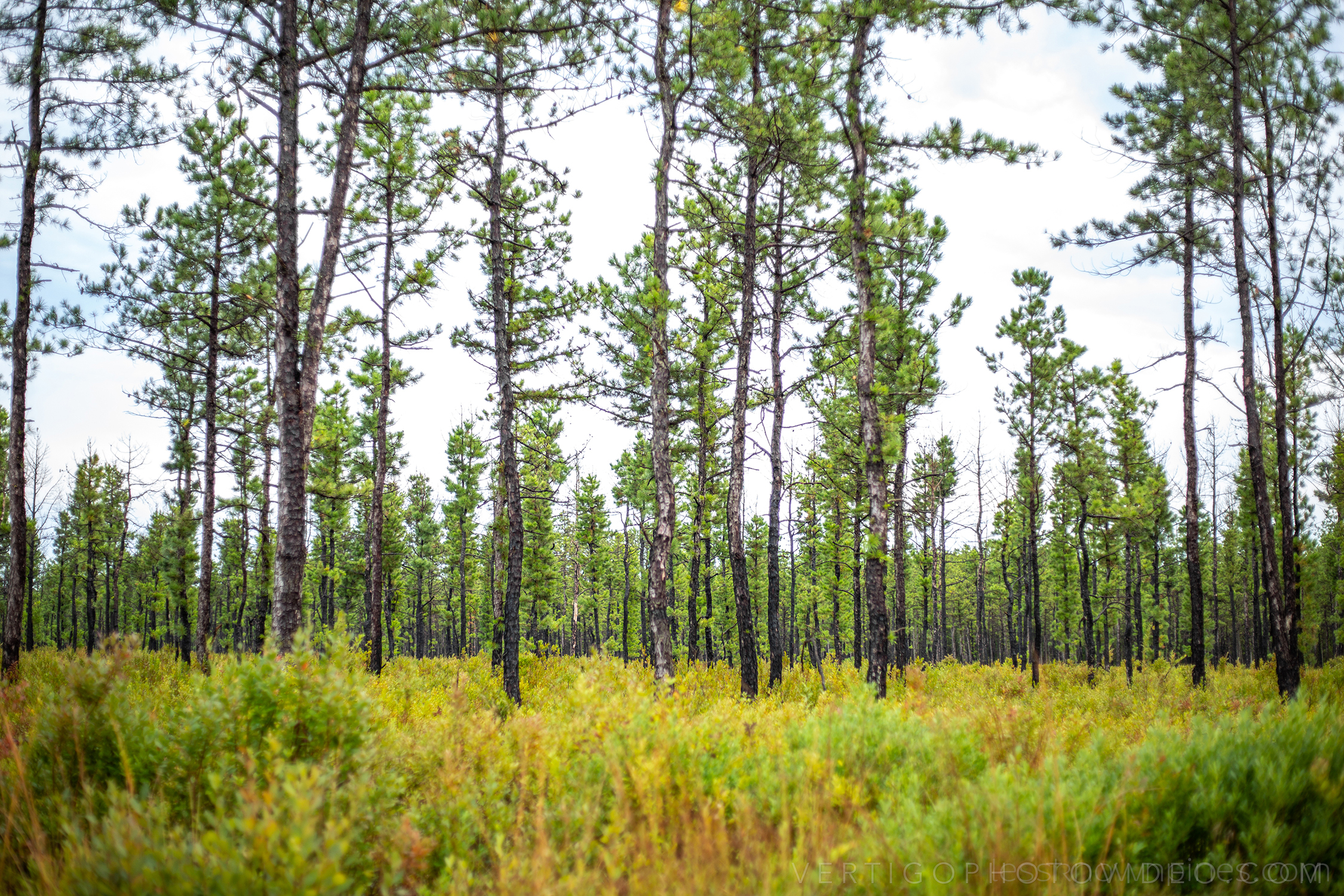 Washington turnpike woods